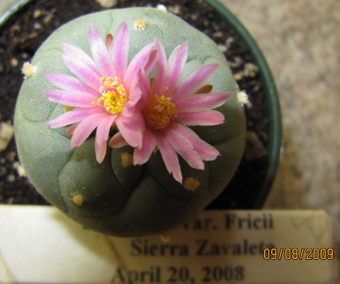 Lophophora Diffusa var. fricii from Sierra Zavaleta flower variation